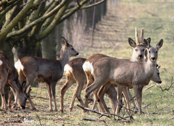 how-to-choose-the-best-compound-bow-for-deer-hunting-reliablecounter